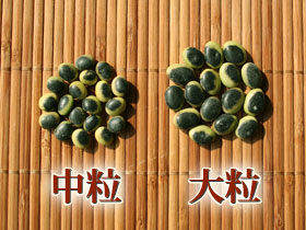 鞍掛豆の粒の大きさの比較